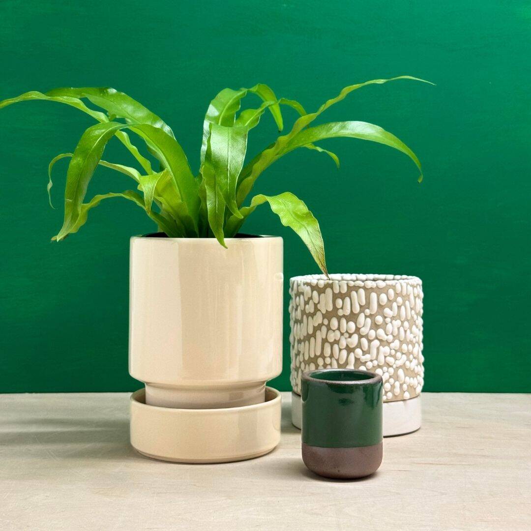 Tend Greenpoint | Planters, Plants, Garden Tools & More | Tend Greenpoint